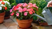 Impatiens en pot : les erreurs d'arrosage � �viter pour conserver une floraison r�guli�re et saine