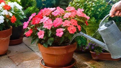 Impatiens en pot : les erreurs d'arrosage � �viter pour conserver une floraison r�guli�re et saine