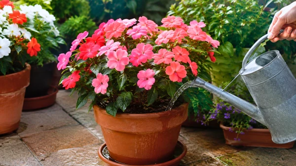 Impatiens en pot : r�ussir l'arrosage pour une floraison durable