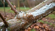 Les insectes ravageurs raffolent des hivers doux : comment prot�ger votre jardin sans produits chimiques