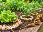 Invasion de limaces : comment prot�ger vos jeunes plants de salades et de tomates naturellement