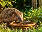 Un jardin accueillant pour les h�rissons commence souvent par une attention simple, utile et facile � adopter