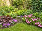 Jardin fleuri sans se ruiner ni y passer ses dimanches : ces 6 plantes r�sistantes font tout le travail � votre place
