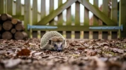 Jardin d'hiver : ce pi�ge mortel menace les h�rissons et voici comment les sauver tr�s facilement
