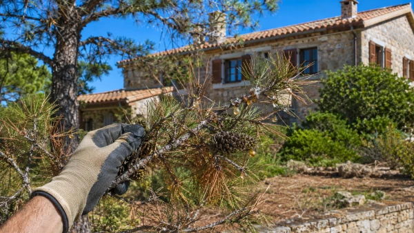 Ces pins pr�s des maisons augmentent le risque d'incendie