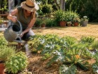 Un jardin plus r�sistant � la chaleur passe par quelques gestes simples et faciles � adopter
