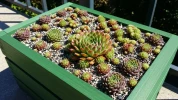 Jardin sans entretien : comment cultiver des succulentes qui r�sistent m�me sous la neige