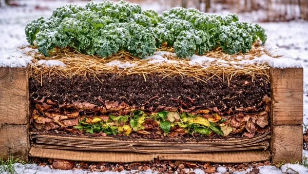 Jardinage en lasagne en hiver : potager fertile sans b�cher