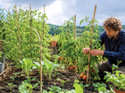 Peu de jardiniers anticipent ce qui suit la canicule, pourtant ces gestes prot�gent vraiment le jardin