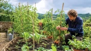 Peu de jardiniers anticipent ce qui suit la canicule, pourtant ces gestes prot�gent vraiment le jardin