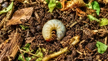 Peu de jardiniers distinguent ces deux larves blanches, pourtant leurs effets au jardin sont oppos�s