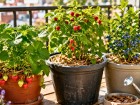 Peu de jardiniers pensent � ces 3 fruitiers capables de produire rapidement en pot