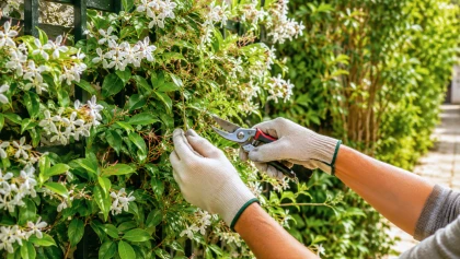 Jasmin �toil� en �t� : les bons gestes pour le tailler sans affaiblir sa prochaine floraison parfum�e