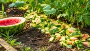 Ne jetez plus vos �corces de past�que cet �t� : la m�thode des jardiniers pour nourrir le potager en fin de saison