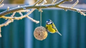 Ne jetez pas vos restes de No�l : transformez votre jardin en un v�ritable havre de paix pour les oiseaux
