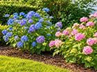 En juin, ce geste facile prot�ge les hortensias du dess�chement quand les temp�ratures commencent � grimper