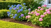 En juin, ce geste facile prot�ge les hortensias du dess�chement quand les temp�ratures commencent � grimper
