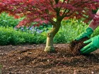 Fin juin, ce geste naturel aide les �rables japonais � garder des feuilles plus belles pendant les chaleurs d'�t�