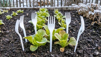 Vos l�gumes se font d�vorer ? Essayez cette m�thode m�connue qui transforme vos vieux couverts en bouclier protecteur