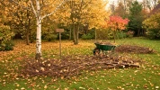 �lagage d'automne : les 5 arbres qu'il faut tailler maintenant pour les garder en pleine forme