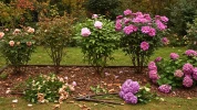Jardin d'automne : 5 plantes � tailler d�s octobre pour garantir une floraison g�n�reuse au printemps