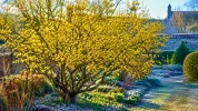 Longtemps oubli� dans les jardins, cet arbuste jaune fleurit en plein hiver malgr� le froid et le gel