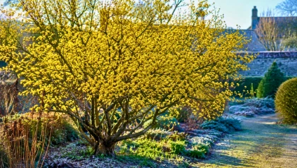 Longtemps oubli� dans les jardins, cet arbuste jaune fleurit en plein hiver malgr� le froid et le gel