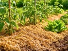Les mara�chers d'autrefois ne s'en passaient jamais l'�t� : ce geste simple limitait les arrosages