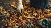 Marronnier, noyer, laurier� Ces feuilles que vous ne devriez jamais mettre dans votre compost