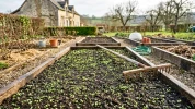 En mars, certains jardiniers font expr�s lever les mauvaises herbes au potager pour prot�ger leurs semis de printemps