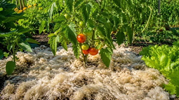 La laine de mouton, un paillage naturel pour garder la terre humide
