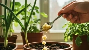 Mettre de l'ail dans vos plantes : la v�rit� inattendue derri�re cette astuce virale sur les r�seaux