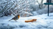 Moineaux, m�sanges, rouges-gorges� Pourquoi leur offrir du pain est une habitude aussi dangereuse qu'invisible