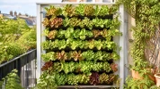 En mai, ce montage de potager vertical garde les salades � port�e de main sur un balcon �troit et lumineux en ville