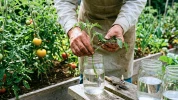 Ne jetez plus les gourmands apr�s la taille des tomates : les jardiniers red�couvrent ce geste des anciens