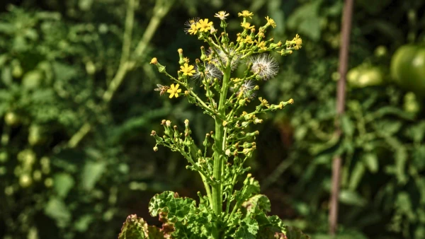 Une salade mont�e en graines attire les insectes utiles au potager