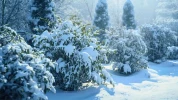 Vous pensez que la neige prot�ge vos plantes ? Voici pourquoi c'est parfois une erreur dramatique