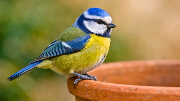 Une m�sange bleue pos�e sur un pot en terre cuite dans un jardin printanier