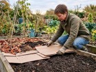En octobre, couvrir la terre avec du carton peut pr�parer un potager plus facile � travailler
