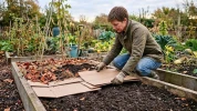En octobre, couvrir la terre avec du carton peut pr�parer un potager plus facile � travailler