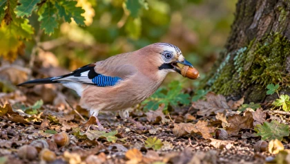 Cet oiseau rose et bleu �lectrique qui r�g�n�re votre terrain sans effort devient tr�s facile � observer d�s l'automne