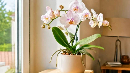 Orchid�e papillon : d�couvrez les bons gestes qui favorisent une floraison plus durable