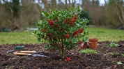 Oubliez le tr�fle : cette plante aux baies rouges porte bonheur si vous la plantez avant mars