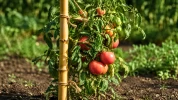Oubliez les tuteurs en plastique au potager : cette alternative naturelle et robuste s'impose cet �t� dans les rangs