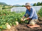 En Pays de Savoie, quelques choix simples permettent � ce jardinier de r�ussir ses melons chaque �t�