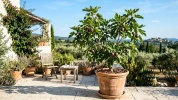 Ce petit arbre fruitier r�siste aux pires canicules sans arrosage : voici pourquoi il envahit nos jardins cet �t�