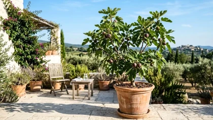 Ce petit arbre fruitier r�siste aux pires canicules sans arrosage : voici pourquoi il envahit nos jardins cet �t�