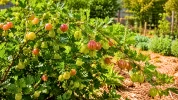 Ce petit fruit oubli� gagne du terrain dans les jardins gr�ce � son entretien facile et � sa belle r�sistance aux �t�s secs