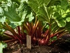 Peu de jardiniers connaissent ce rep�re de juillet qui �vite une rhubarbe trop serr�e