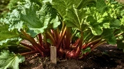 Peu de jardiniers connaissent ce rep�re de juillet qui �vite une rhubarbe trop serr�e